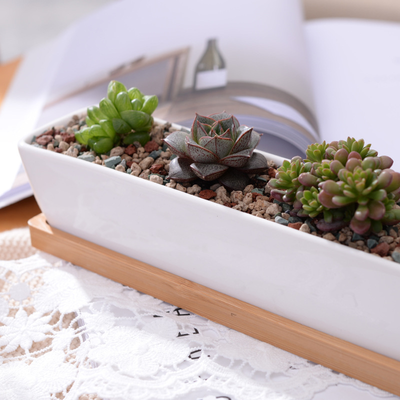 1 Bộ Tối Giản Hình Học Gốm Sứ  - đánh giá và giá Aloe Vera Pot