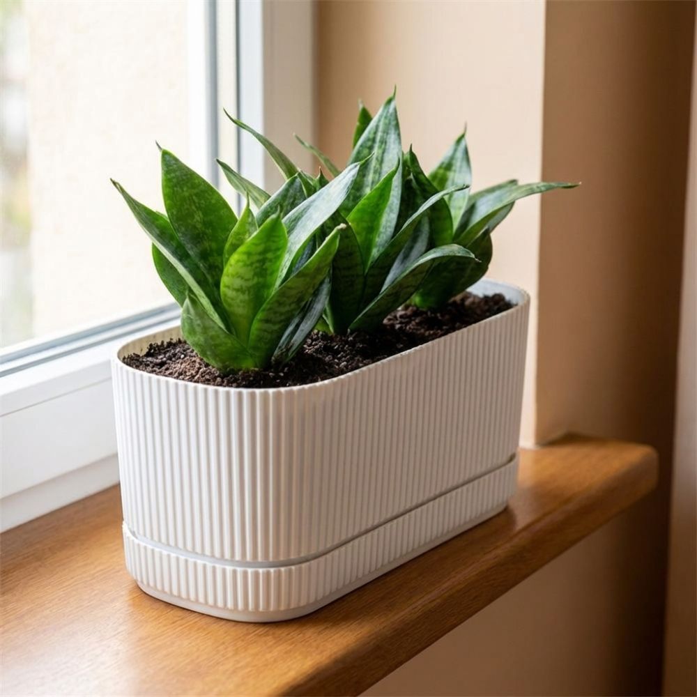 Plastic Self Watering Flower P - đánh giá và giá Aloe Vera Pot