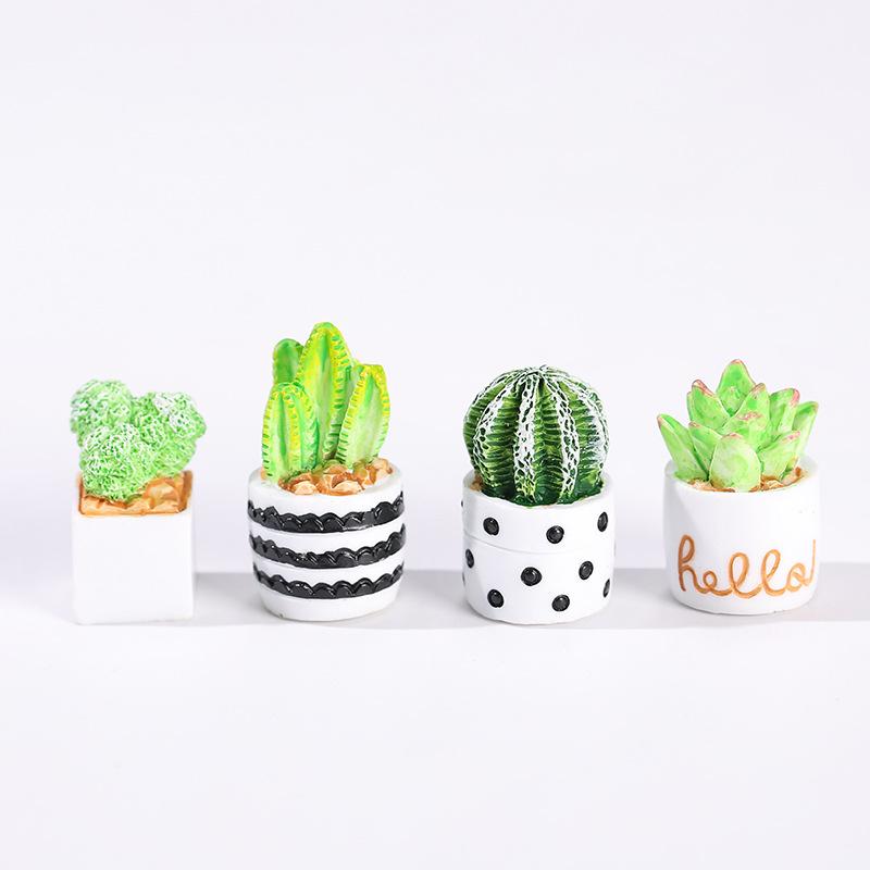 4-Piece Set of Cactus Succulen - đánh giá và giá Echeveria Succulent