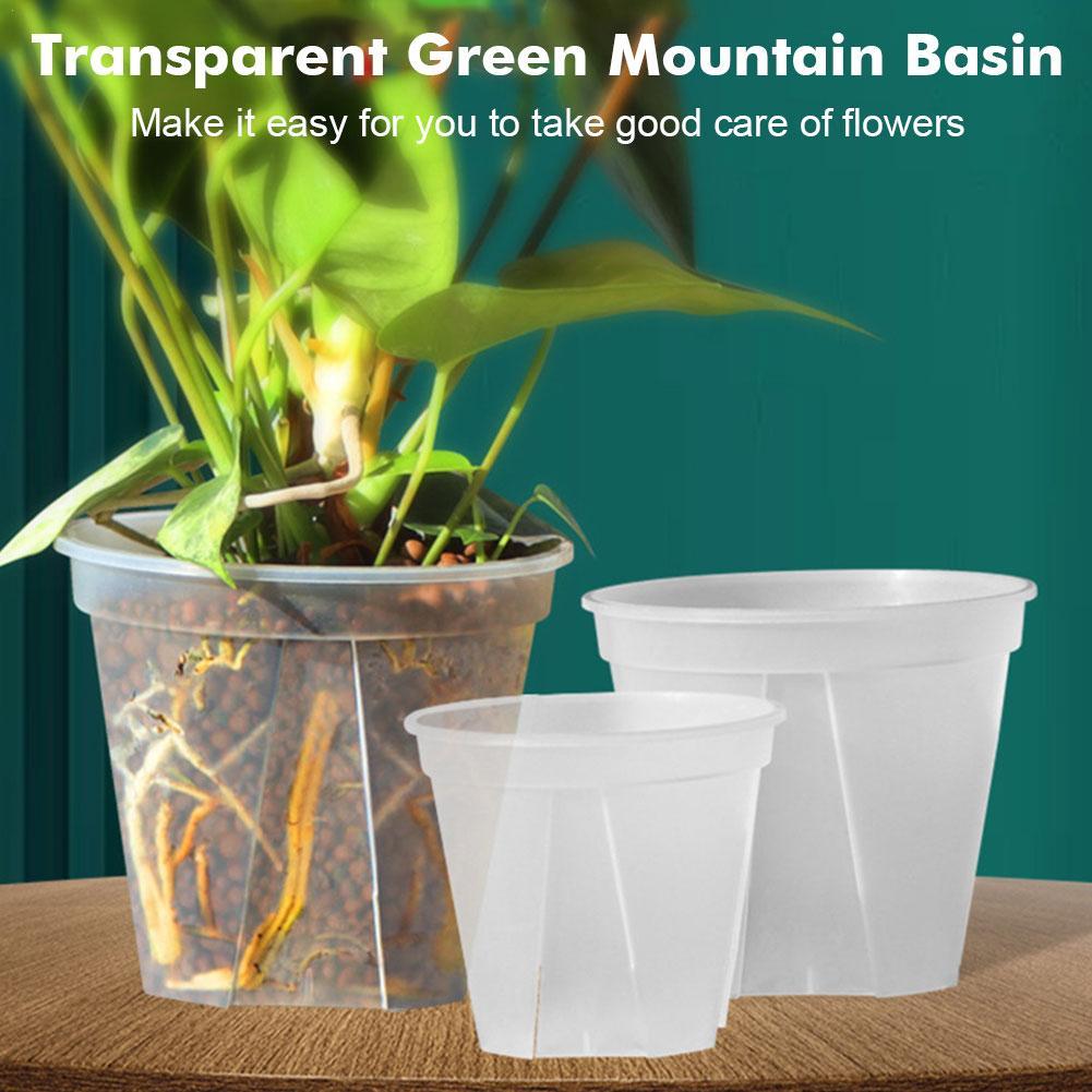 Transparent Plastic Pots Root  - đánh giá và giá Aloe Vera Pot