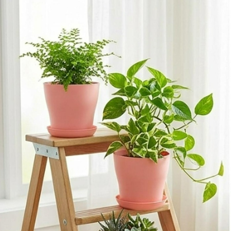 Plant Pot Set with Drainage Ho - đánh giá và giá Aloe Vera Pot