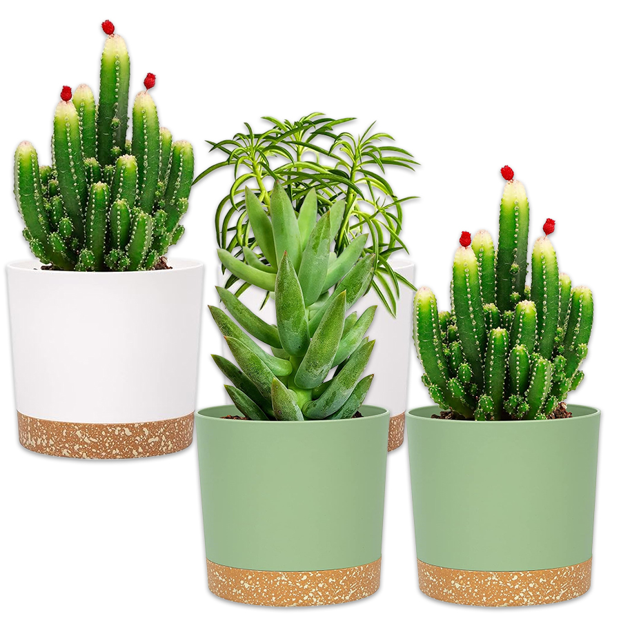 Plant Pot, 2 Pack Planters for - đánh giá và giá Aloe Vera Pot